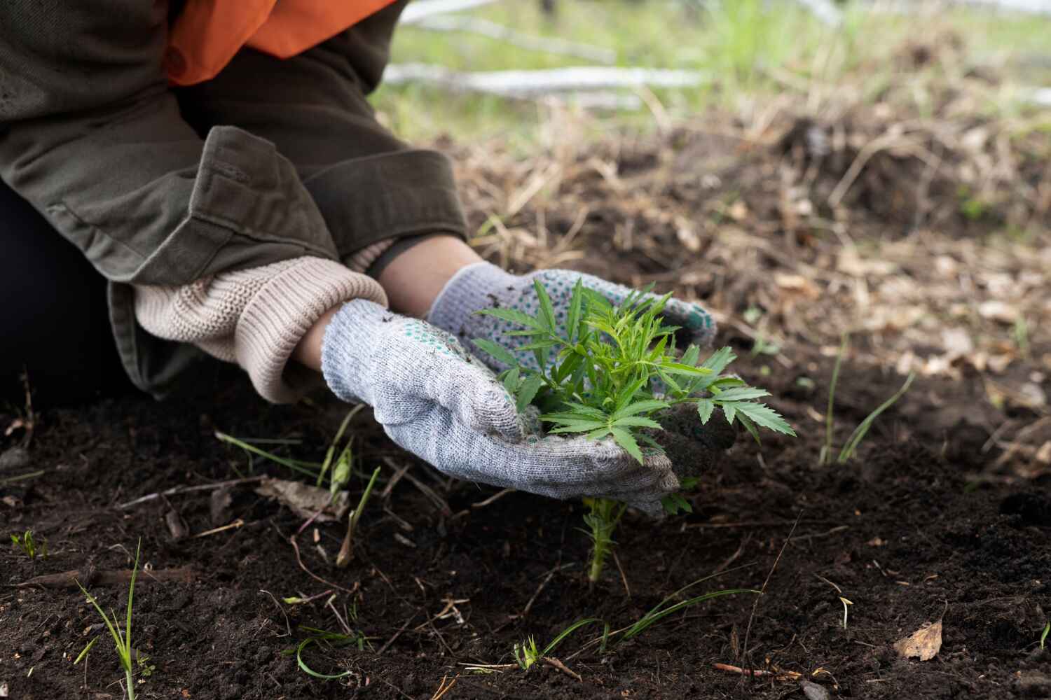 Best Dead Tree Removal  in La Junta, CO